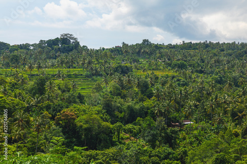 Aerial view of palm trees and rice terraces