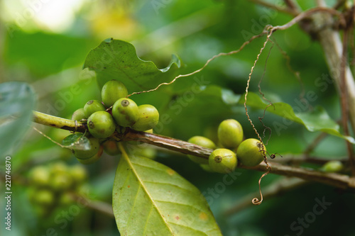 Coffee beans  on the bush at plantation