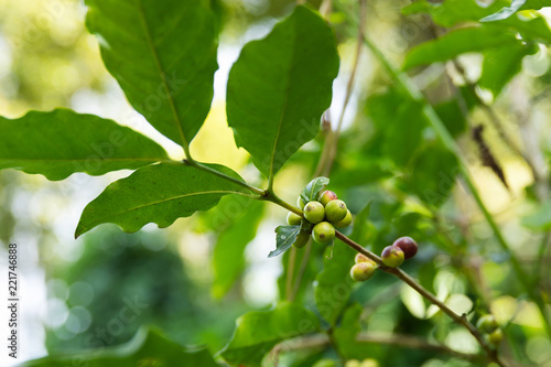 Coffee beans  on the bush at plantation