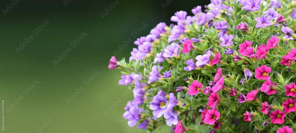 Natur Hintergrund - Banner Format Natur Hintergrund - Banner Format