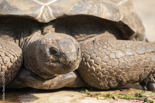 Riesenschildkröte