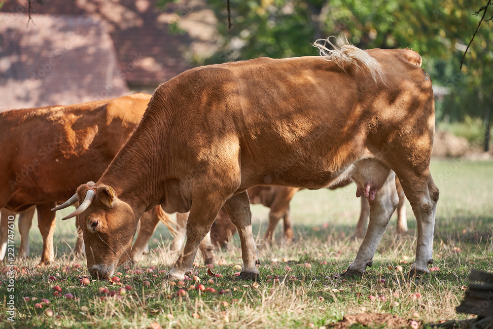 Herd of cattle or dairy cows grazing in the old organic orchard with apple branches during the summer sunny day, eating riped red apples feld from the trees to the grass. Herd of cattle or dairy cows grazing in the old organic orchard with apple branches during the summer sunny day, eating riped red apples feld from the trees to the grass.