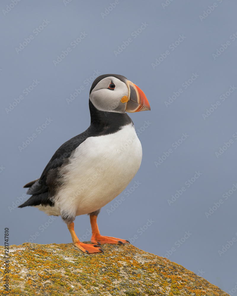 One Atlantic puffin standing on a rock near Elliston, Newfoundland One Atlantic puffin standing on a rock near Elliston, Newfoundland