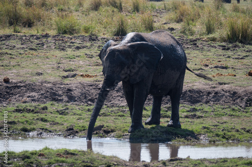 Elephants in Chobe National Park, Botswana