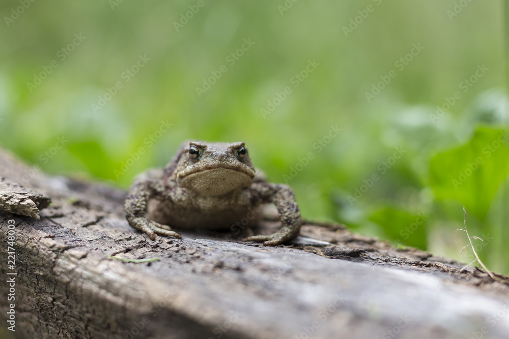 Common toad, Bufo bufo, sits on old wood on a green plant background Common toad, Bufo bufo, sits on old wood on a green plant background