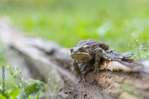 Common toad  Bufo bufo  sits on old wood on a green plant background