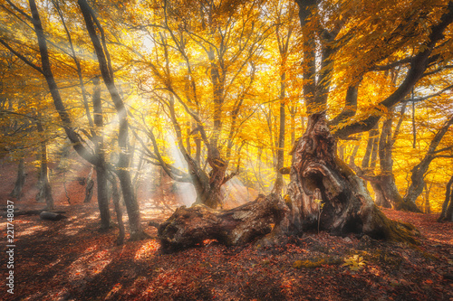 Magical old trees with sun rays at sunrise in fall. Colorful dreamy landscape with foggy forest, gold sunlight, orange foliage. Fairy forest in fog in autumn. Morning enchanted trees with sunbeams