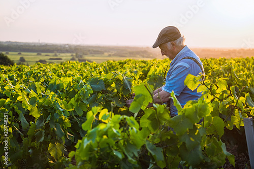 A senior winegrower works in his vines at sunset 