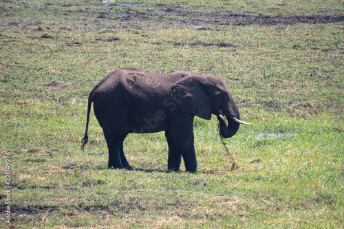 Elephants in Chobe National Park  Botswana