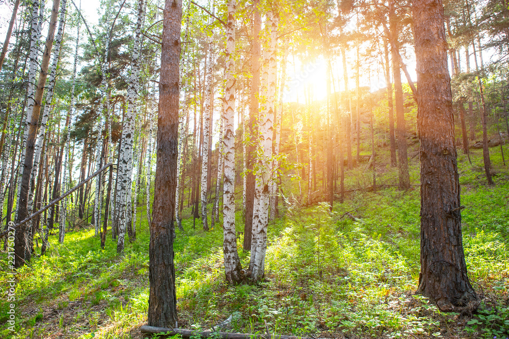 Naklejka premium summer forest in the sun