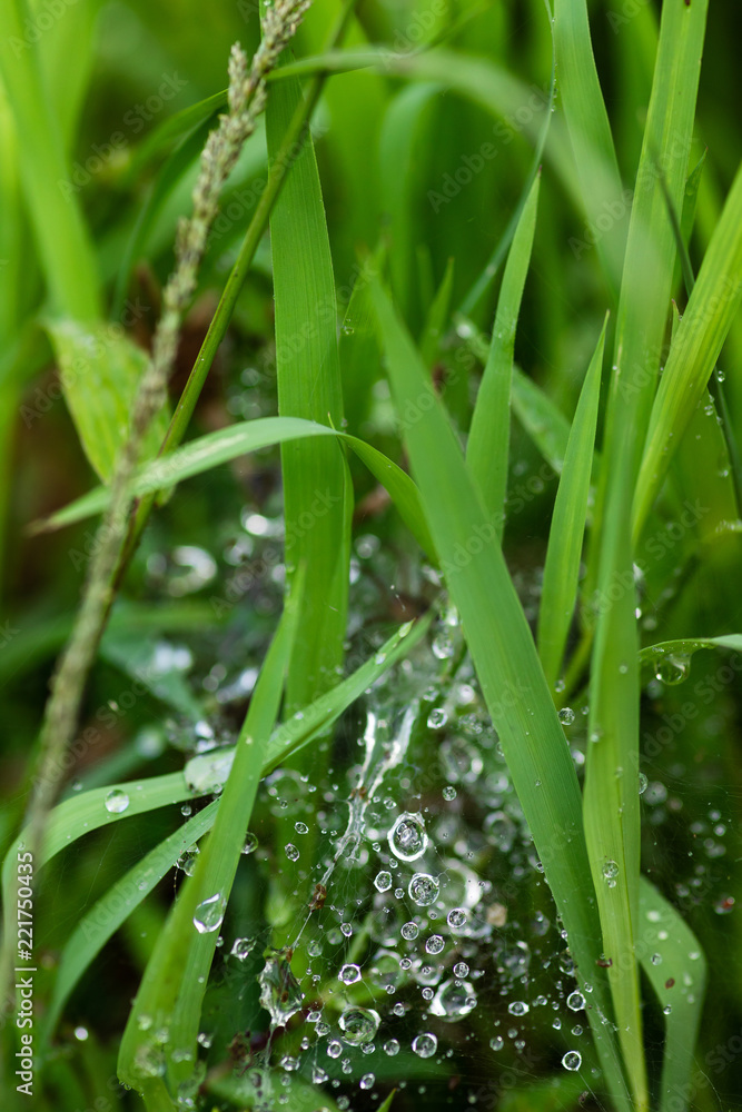 Fototapeta premium Morning dew on spider web in the green grass