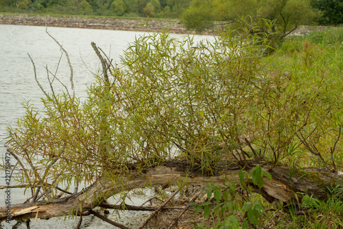 Tree in the water along the lakeshore at Howard Eaton Reservoir photo