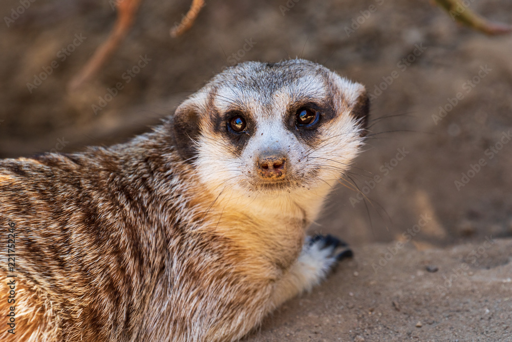 Fototapeta premium Meerkat - Suricata suricatta