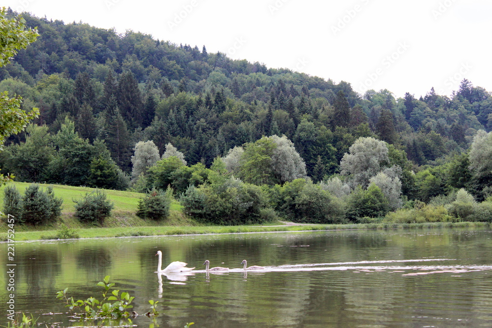 Mother swan and young swans in a lake surrounded by forest Mother swan and young swans in a lake surrounded by forest