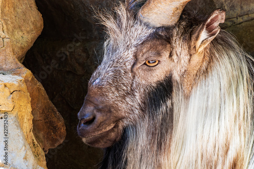 Tadjik Markhor - Capra falconeri heptneri photo