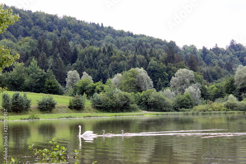 Mother swan and young swans in a lake surrounded by forest