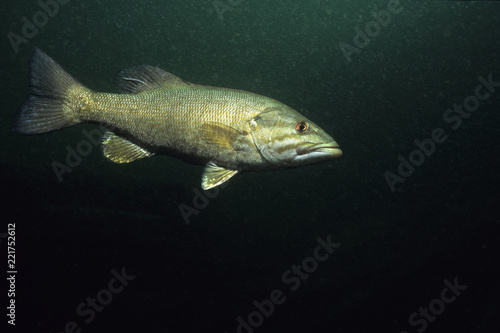 Smallmouth Bass underwater in the St. Lawrence River