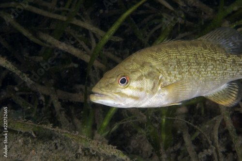 Smallmouth Bass underwater in the St. Lawrence River photo