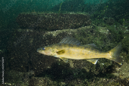 yellow walleye, walleye, fish, canada, st-lawrence river, stizostedion vitreum, fishes, fishing, freshwater, game fish, underwater, animal, nature, wildlife, water