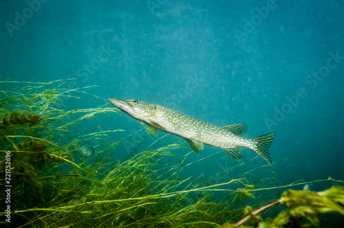 Northern Pike underwater in the St. Lawrence River in Canada