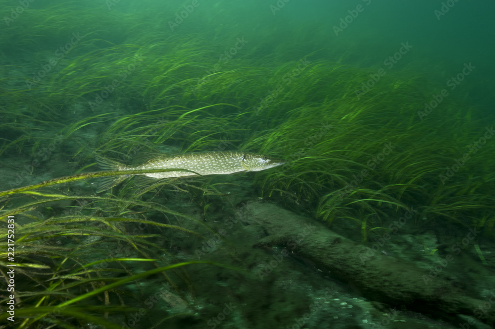 Northern Pike underwater in the St. Lawrence River in Canada Northern Pike underwater in the St. Lawrence River in Canada