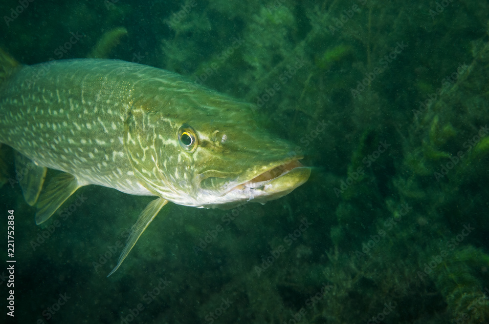 Northern Pike underwater in the St. Lawrence River in Canada Northern Pike underwater in the St. Lawrence River in Canada