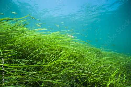 Yellow perch swimming over American Eel-grass in the St. Lawrence in Canada