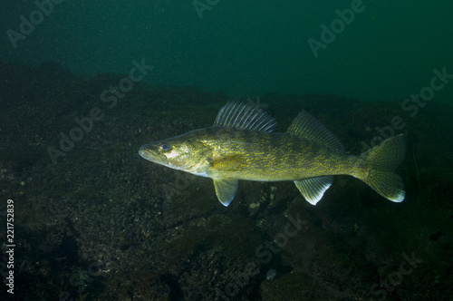 Walleye fish in the St-Lawrence River
