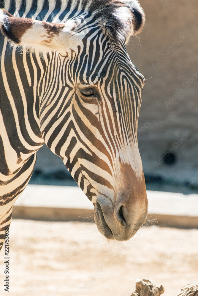 Naklejka premium Grevy's Zebra Close-up