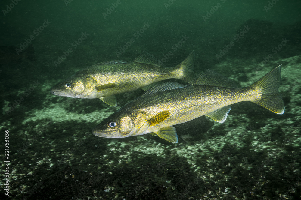Walleye fishes in the St-Lawrence River Walleye fishes in the St-Lawrence River