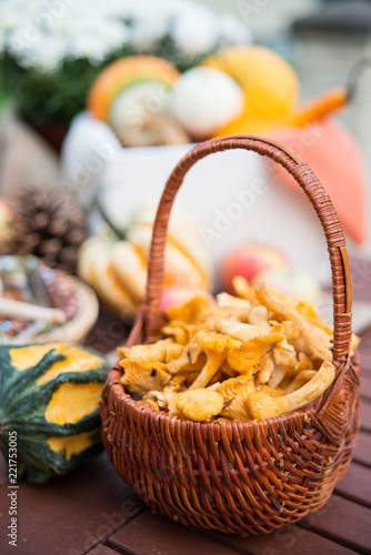 A basket with autumn chanterelles -mchanterelles in september on the table with different decorations © elinque