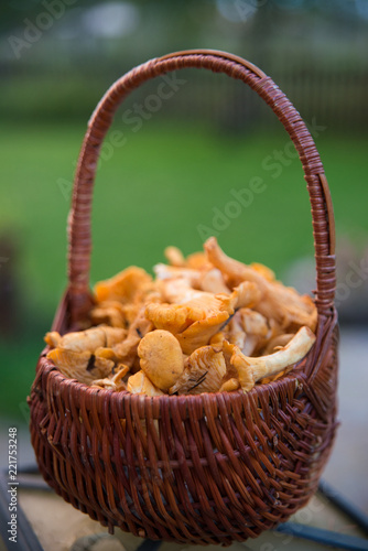 A basket with autumn chanterelles -mchanterelles in september