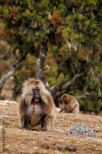 Wallpaper Mural Male Gelada baboon in the Simien Mountains National Park in Ethiopia Torontodigital.ca