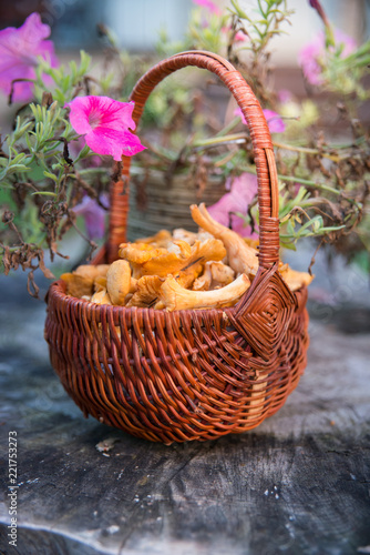 A basket with autumn chanterelles -mchanterelles in september