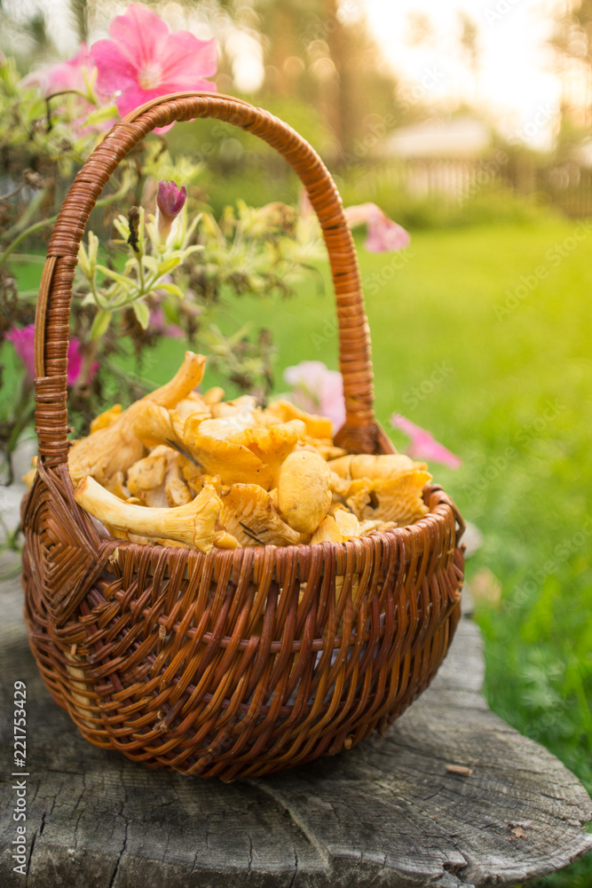 A basket with autumn chanterelles -mchanterelles in september