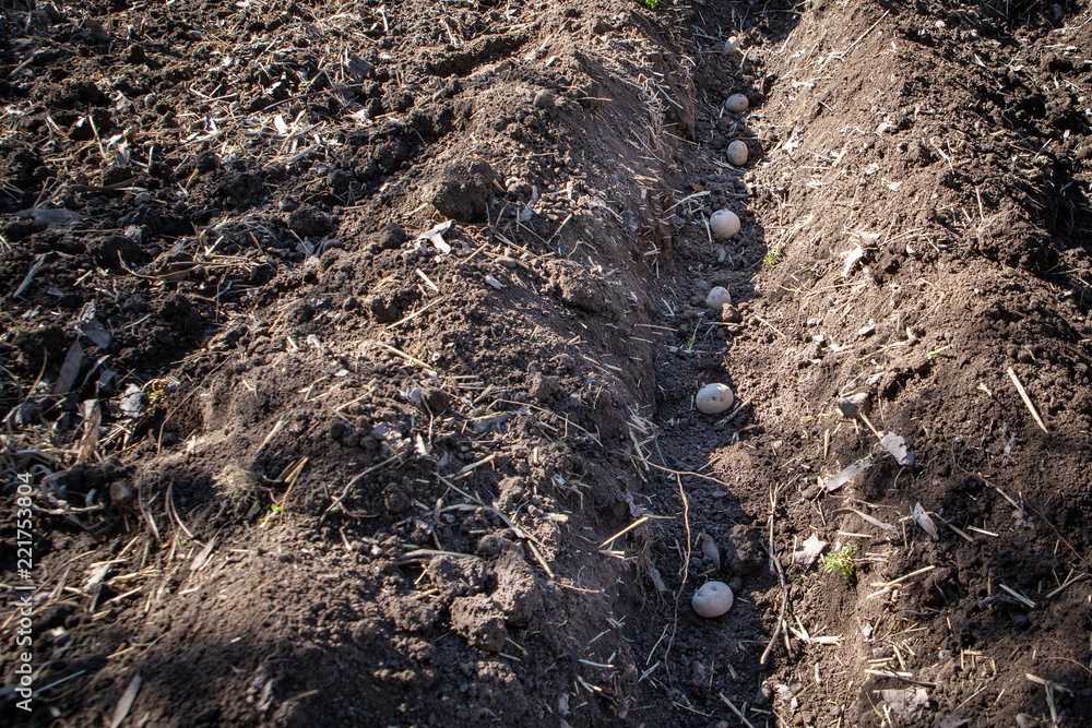 Planting potato tubers in springtime in the home garden Planting potato tubers in springtime in the home garden