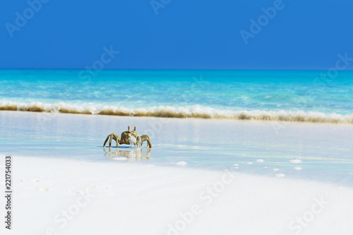 Ghost crab on white sandy beach