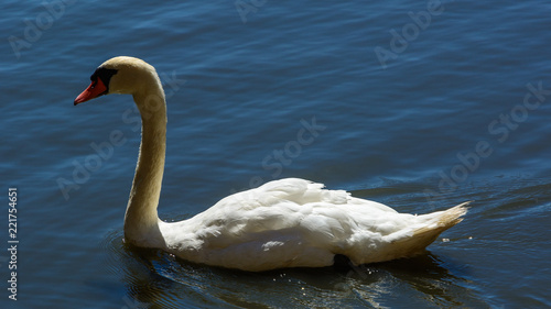 Mute Swan Swimming On A Pond With Rippling Water