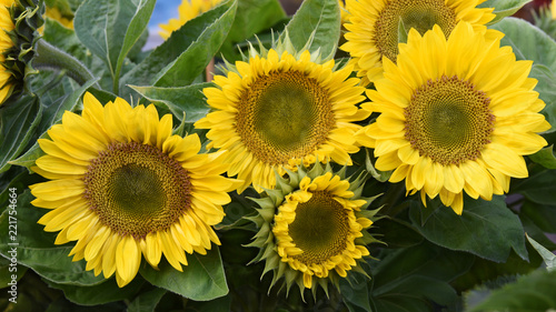 Fototapeta Naklejka Na Ścianę i Meble -  Sonnenblumen, Garten
