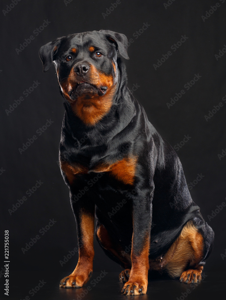 Fototapeta premium Rottweiler Dog Isolated on Black Background in studio
