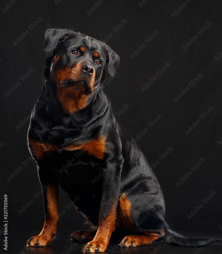 Fototapeta premium Rottweiler Dog Isolated on Black Background in studio