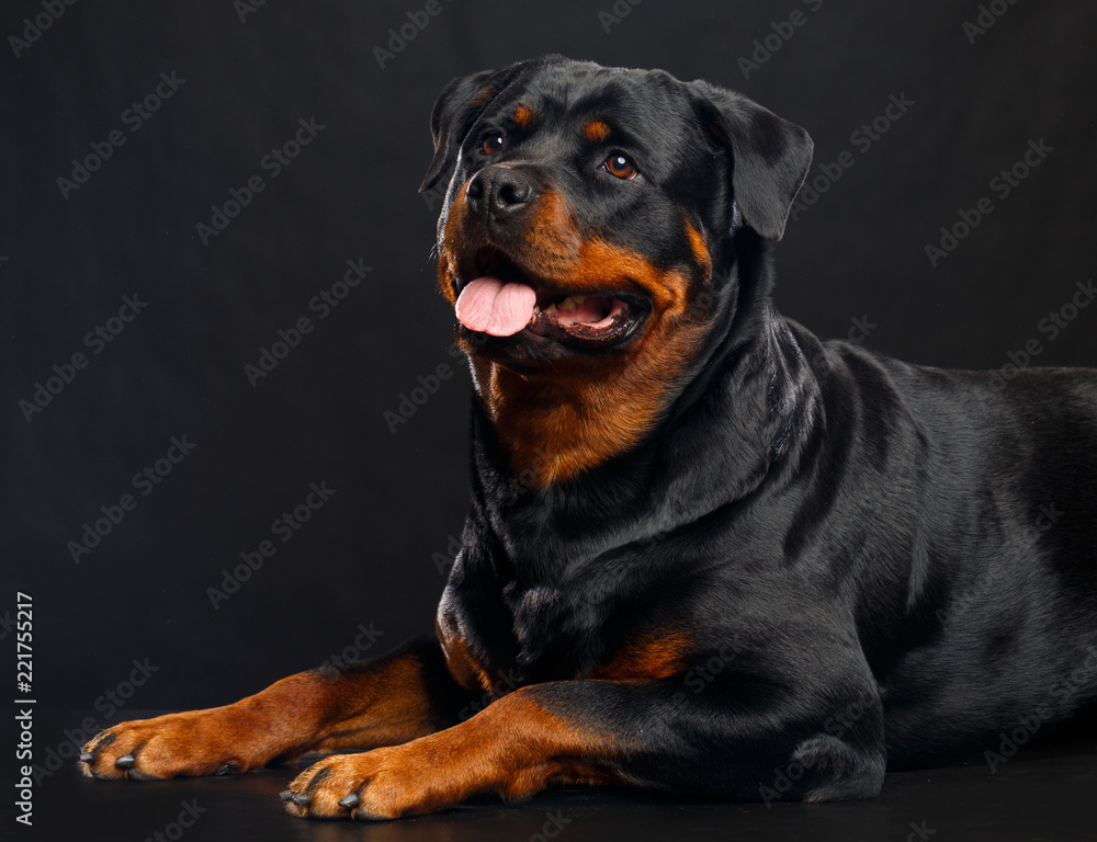 Rottweiler Dog Isolated on Black Background in studio Rottweiler Dog Isolated on Black Background in studio