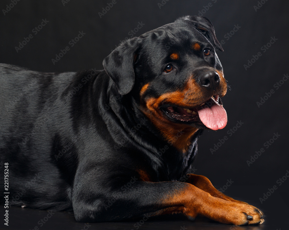 Fototapeta premium Rottweiler Dog Isolated on Black Background in studio