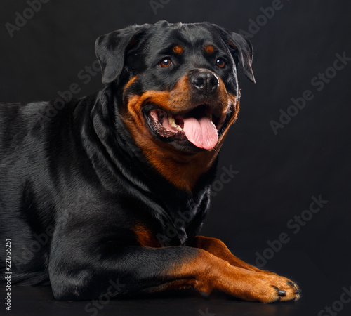 Rottweiler Dog Isolated on Black Background in studio