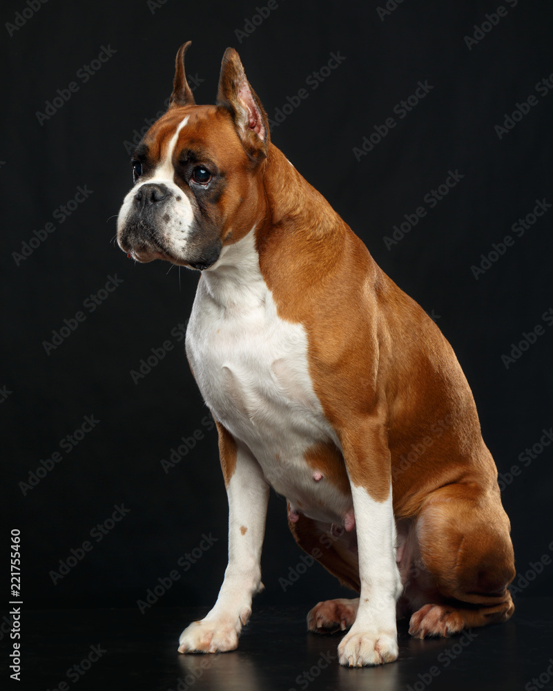 German boxer Dog Isolated on Black Background in studio German boxer Dog Isolated on Black Background in studio