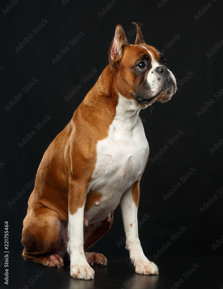 German boxer Dog  Isolated  on Black Background in studio