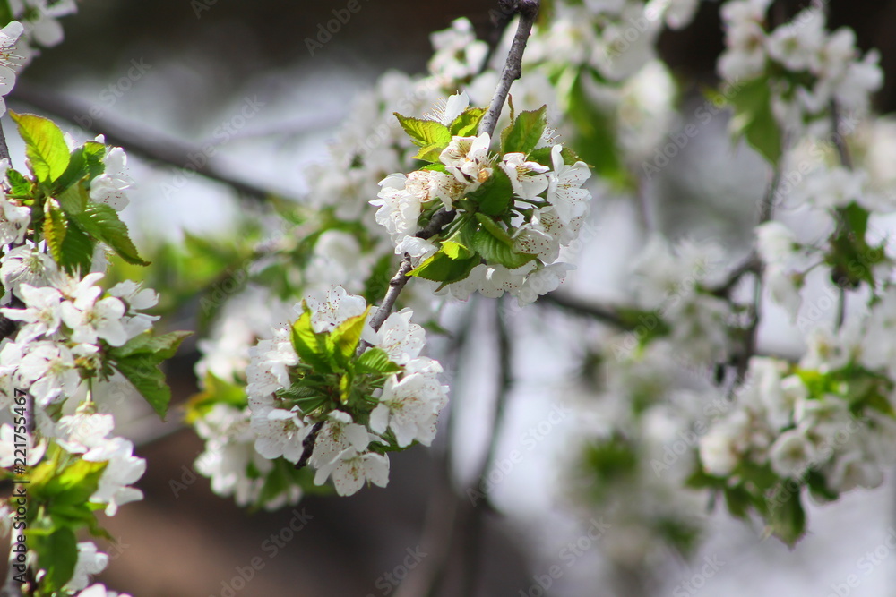 Obraz premium Blooming cherrry tree