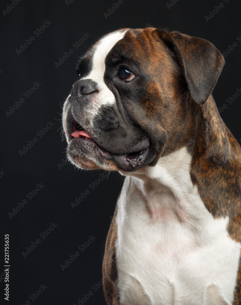 German boxer Dog  Isolated  on Black Background in studio