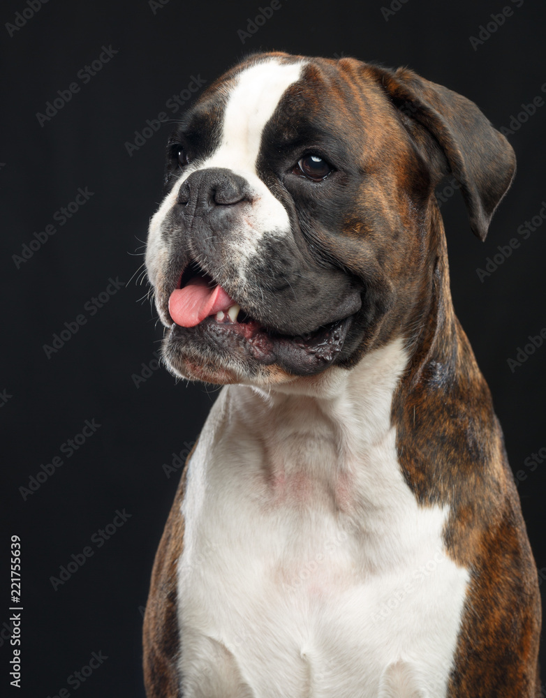 German boxer Dog  Isolated  on Black Background in studio