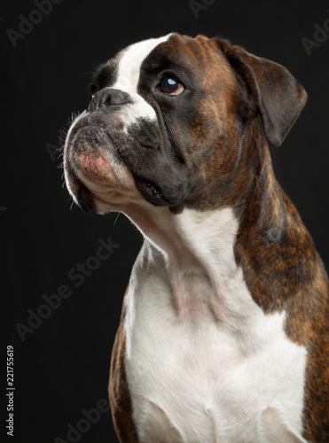 German boxer Dog Isolated on Black Background in studio